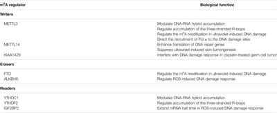 RNA m6A Modification in Immunocytes and DNA Repair: The Biological Functions and Prospects in Clinical Application